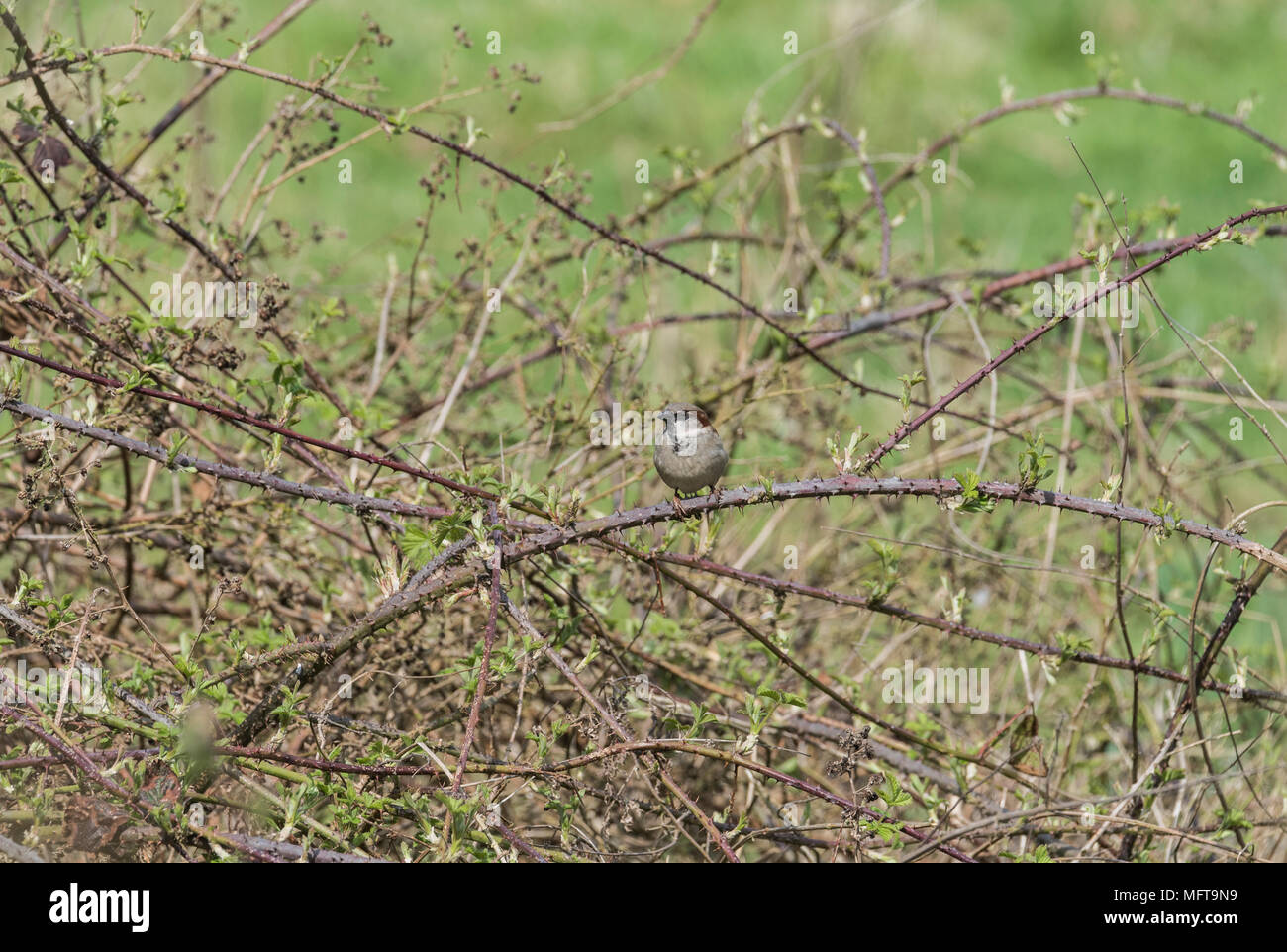 Un maschio di casa passero (Passer domesticus) appollaiato su un rovo bush Foto Stock
