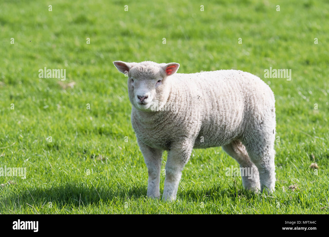 Un agnello di primavera Foto Stock
