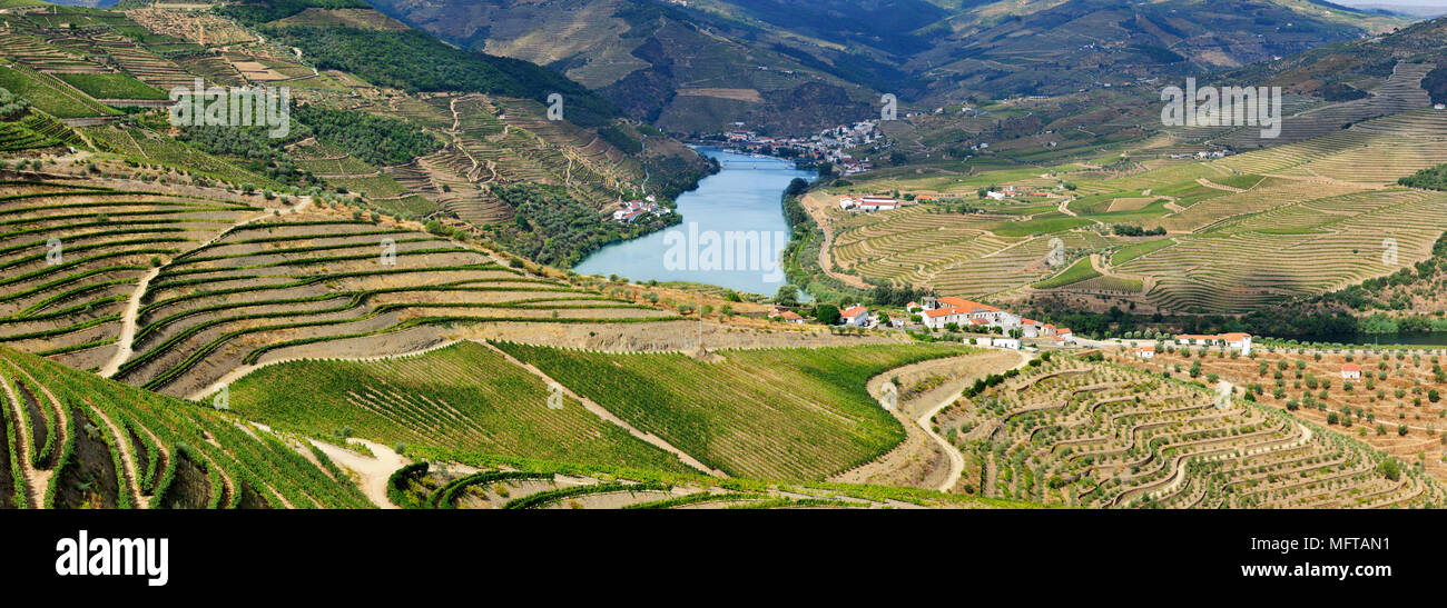 Vigneti terrazzati lungo il fiume Douro durante il raccolto di uve. Ervedosa do Douro e Pinhao. Un sito Patrimonio Mondiale dell'Unesco, Portogallo Foto Stock