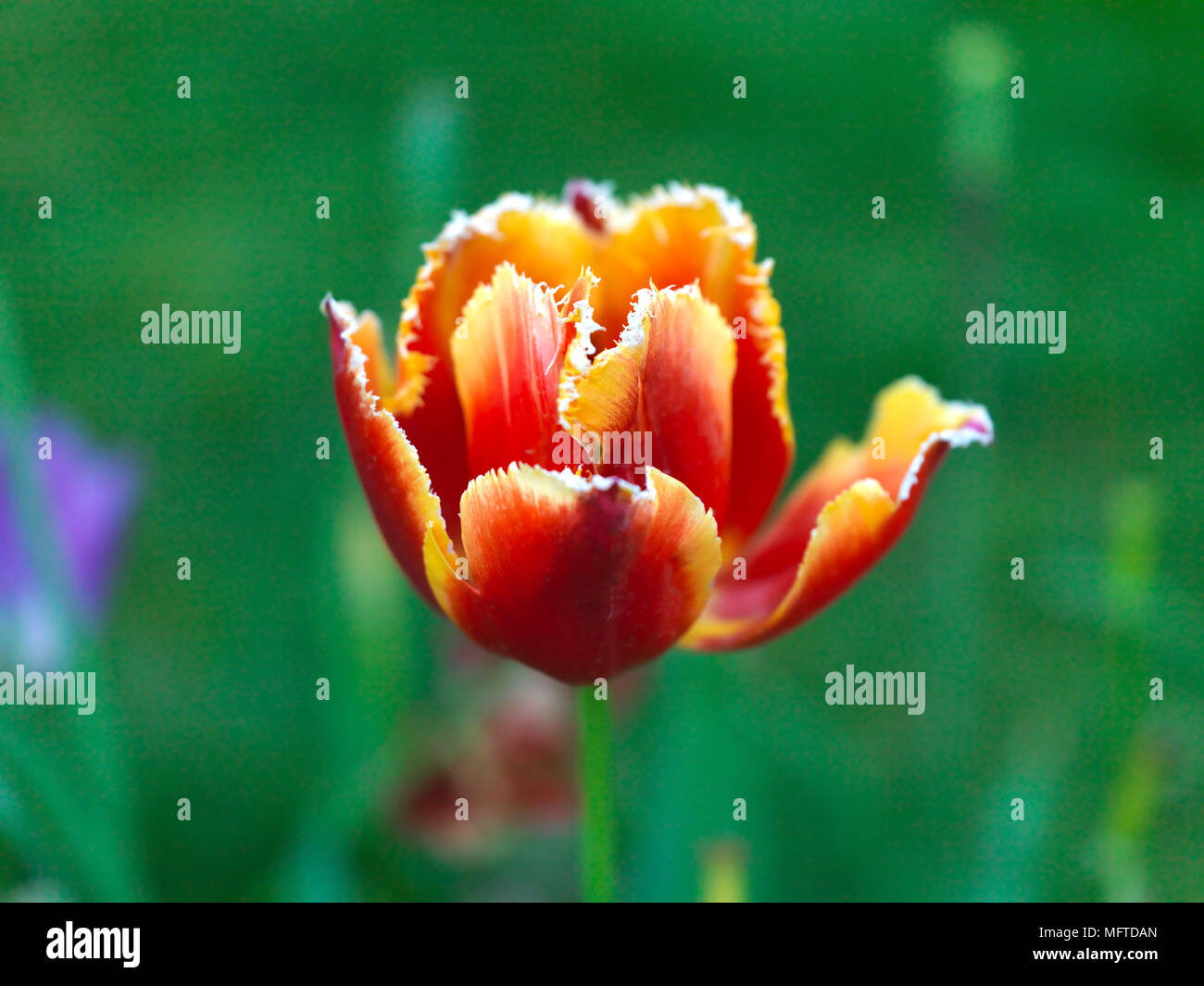 Tulipani colorati in giardino pubblico Foto Stock