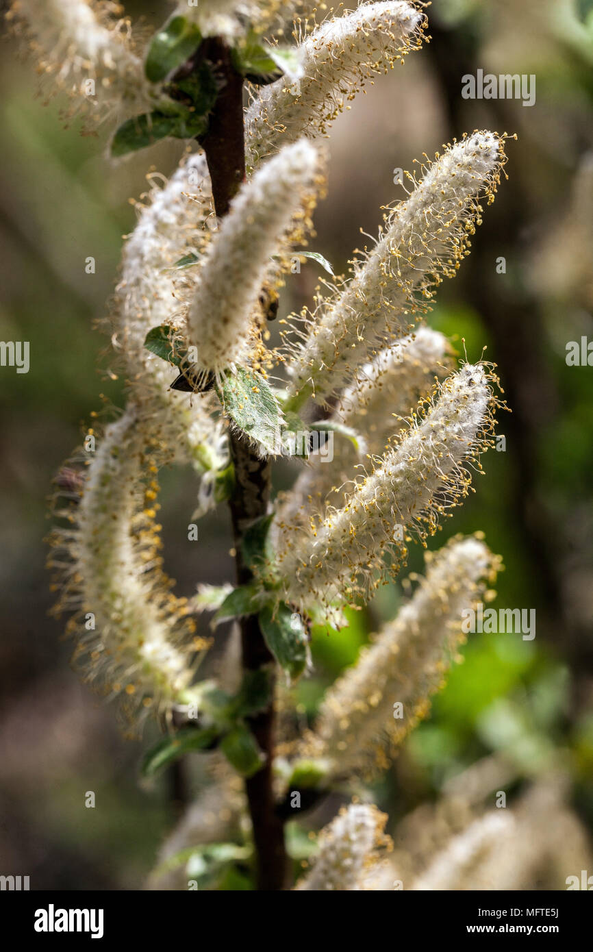 Alabarda willow, Salix hastata 'Wehrhahnii' Foto Stock