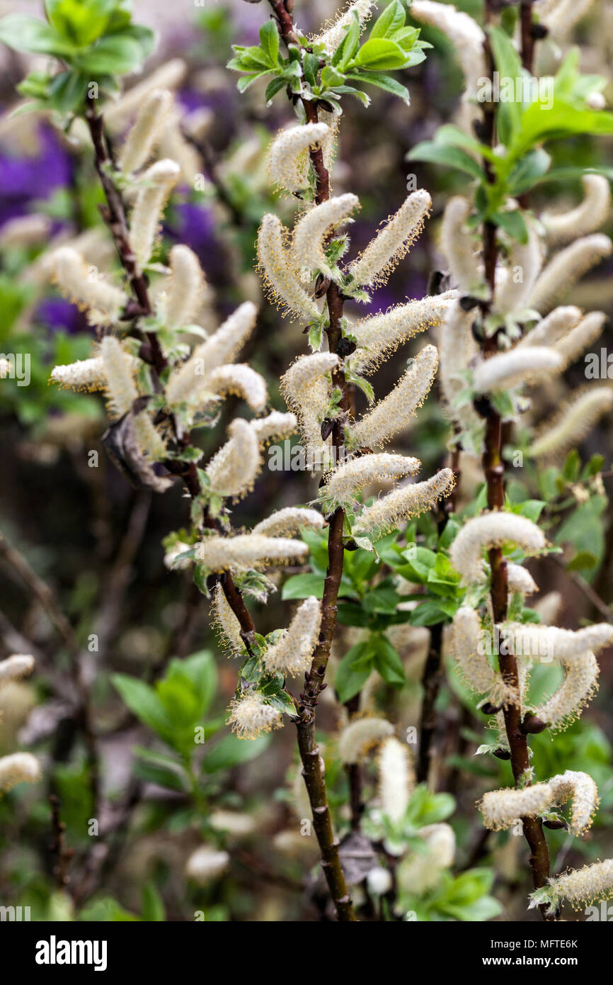 Alabarda willow, Salix hastata 'Wehrhahnii' Foto Stock