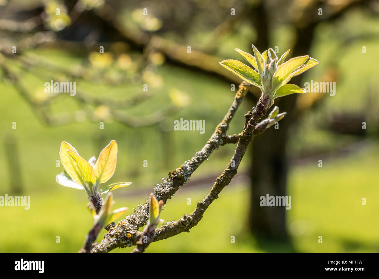 Il verde delle foglie nel giardino di primavera Foto Stock