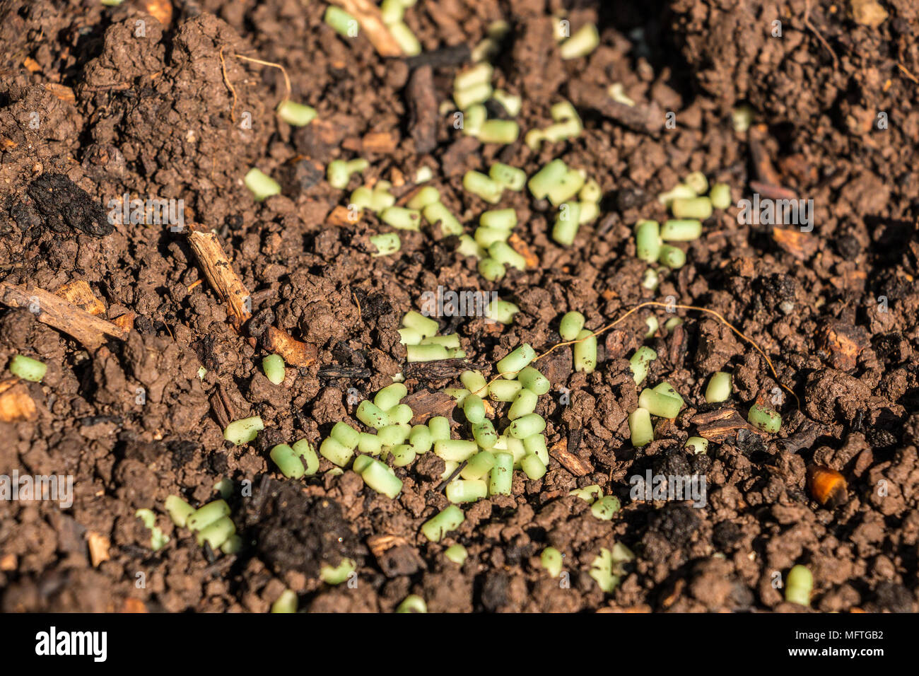 Verde di granuli di lumaca sul suolo marrone in giardino Foto Stock