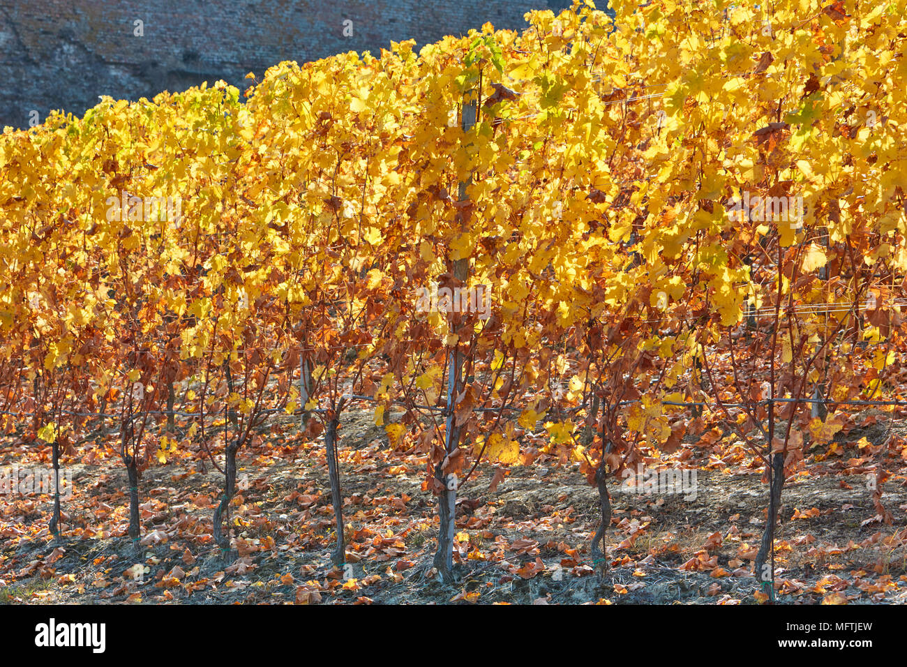 Vigneto in autunno con foglie di giallo, retroilluminazione Foto Stock
