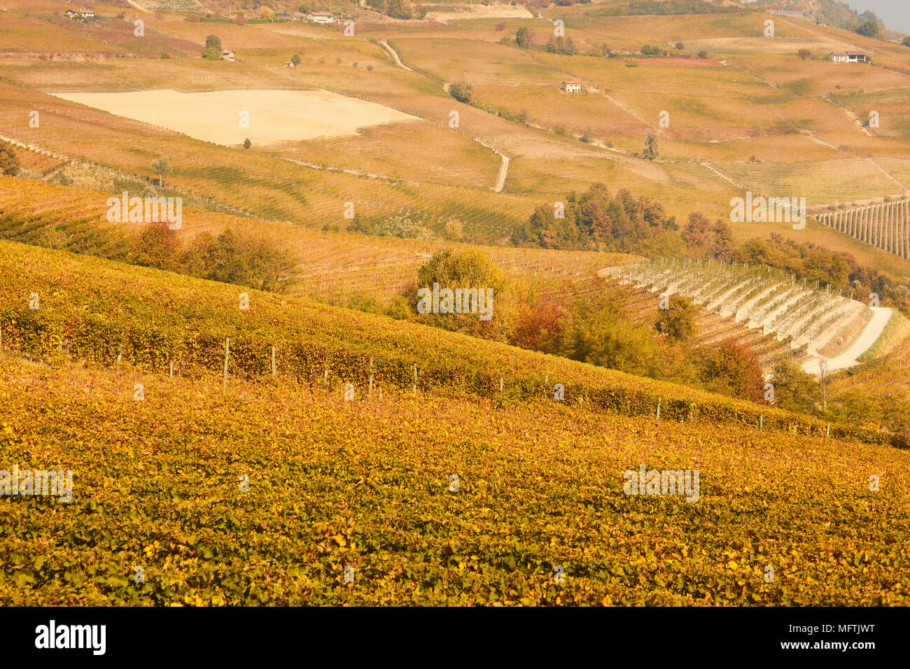 Vigneti e colline in autunno con giallo e marrone e foglie in una giornata di sole Foto Stock