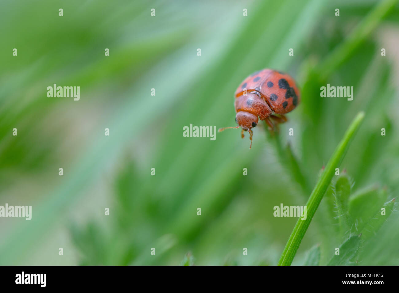 Venti-quattro spot ladybird (Subcoccinella vigintiquattuorpunctata) sull'erba. Piccolo coleottero britannico nella famiglia Coccinellidae movimentazione tra la vegetazione Foto Stock