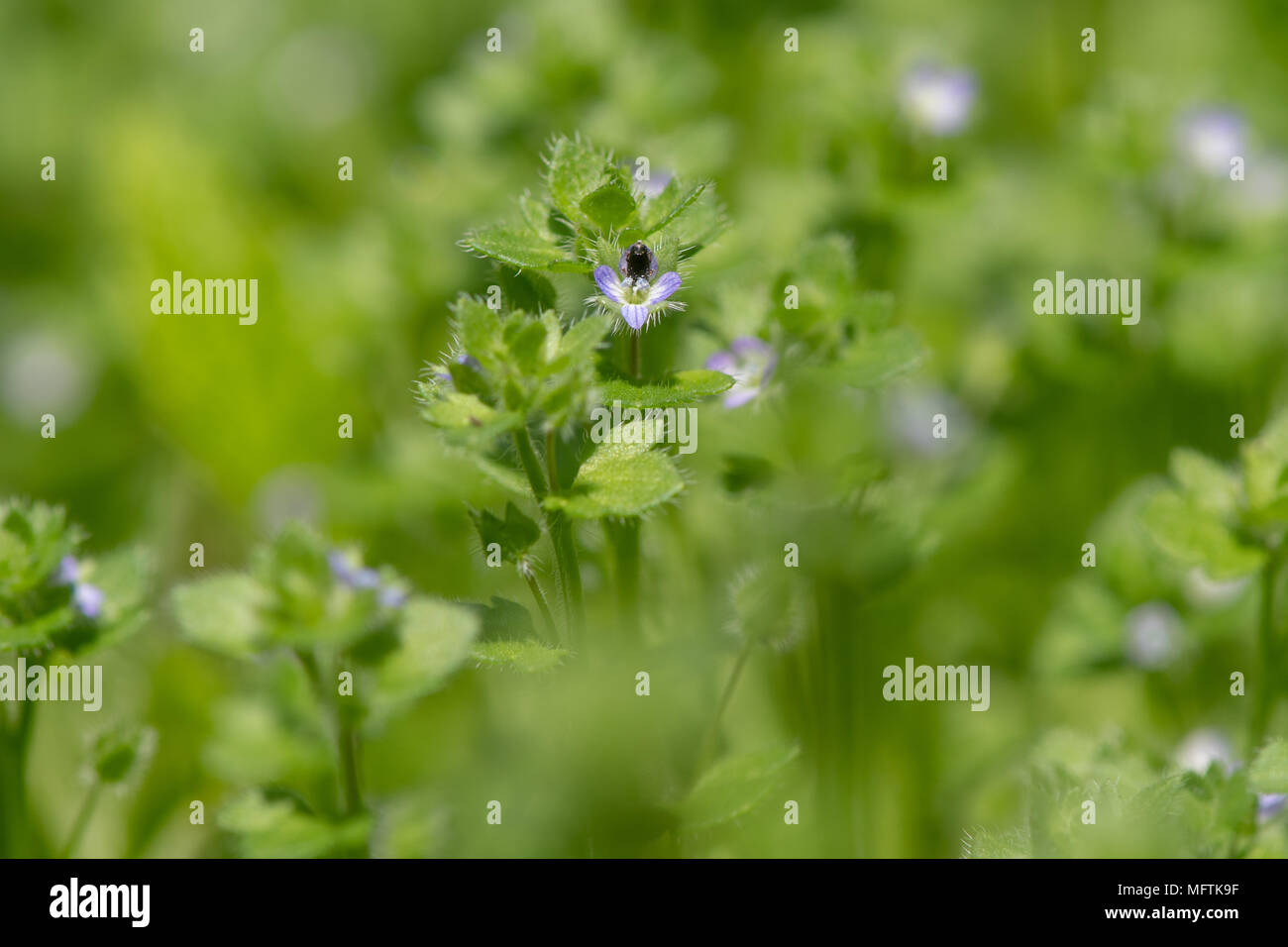 Edera-lasciava speedwell (Veronica hederifolia) piante in fiore. Blu fiore della pianta nella famiglia Plantaginaceae, comune in tutta la Gran Bretagna Foto Stock