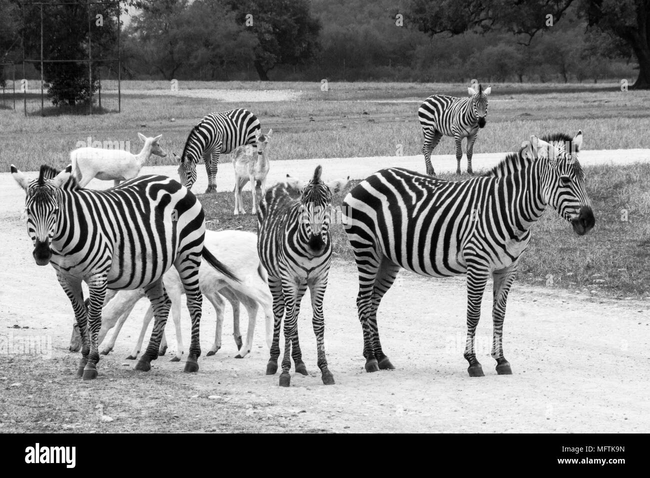 Fotografia di alcune delle zebre e di altri animali sul campo Foto Stock