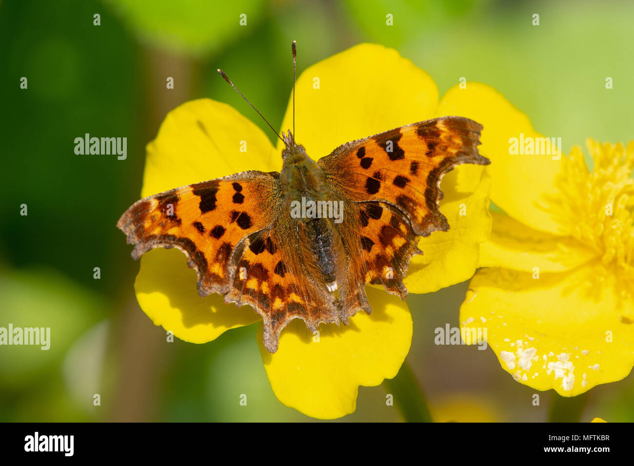 Virgola (Polygonia c-album) su marsh marigold. Butterfly nella famiglia Nymphalidae, alimentando su Caltha palustris, aka kingcup Foto Stock