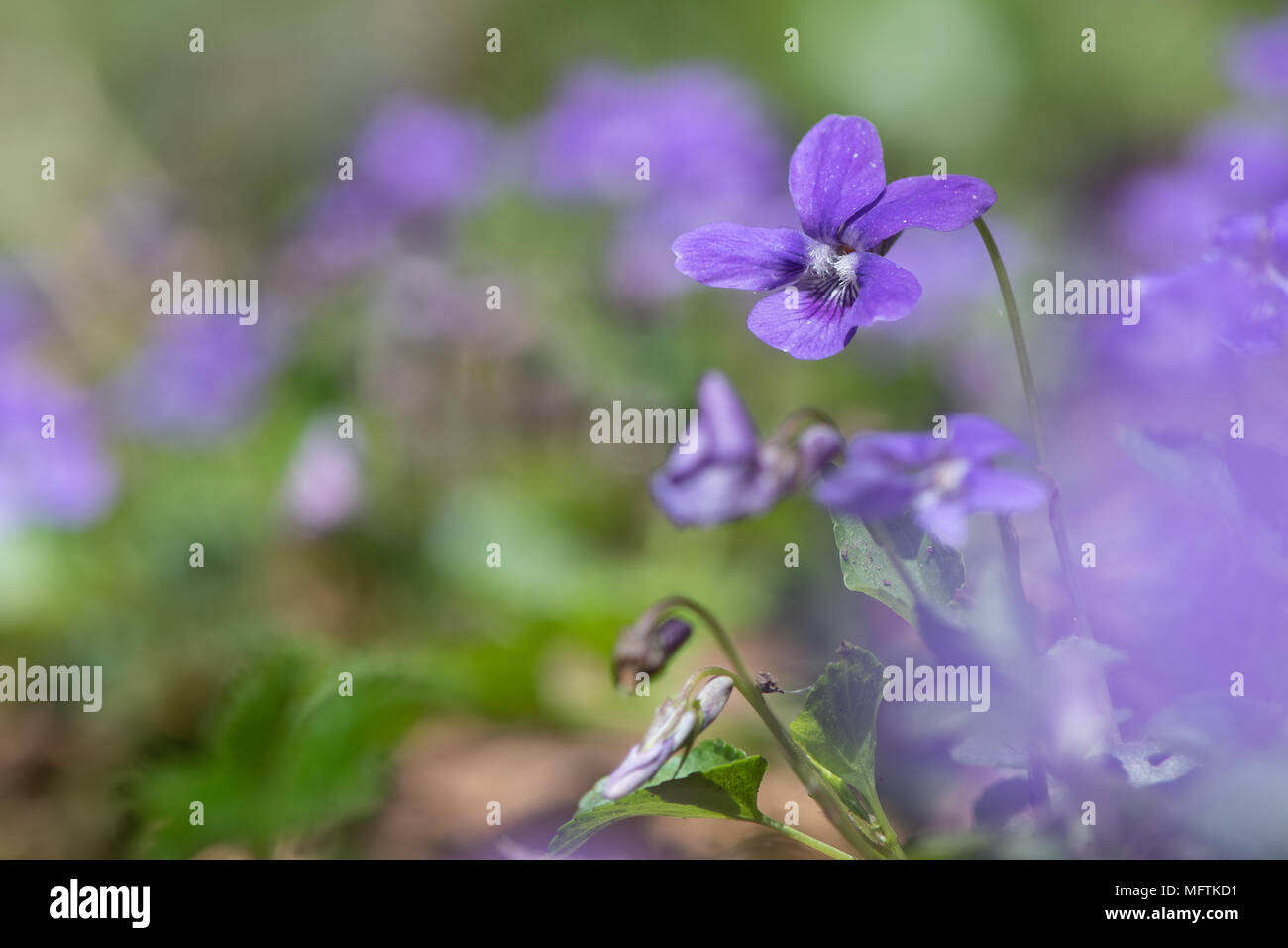 Inizio dog-violetto (viola reichenbachiana) fiore. Fiore viola di bosco Piante in famiglia Violaceae Foto Stock