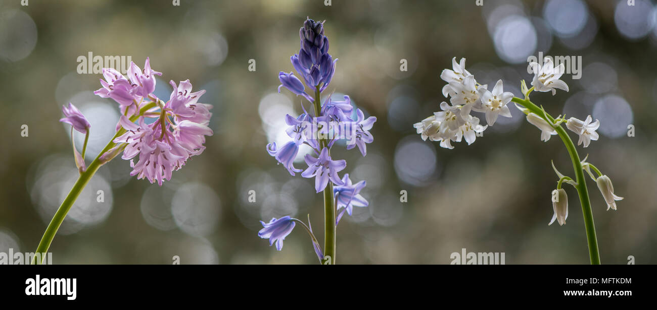 Colore forma di spagnolo (bluebell Hyacinthoides hispanica). Rosa, Bianco e blu varietà di specie introdotte per il Regno Unito, nella famiglia Asparagaceae Foto Stock
