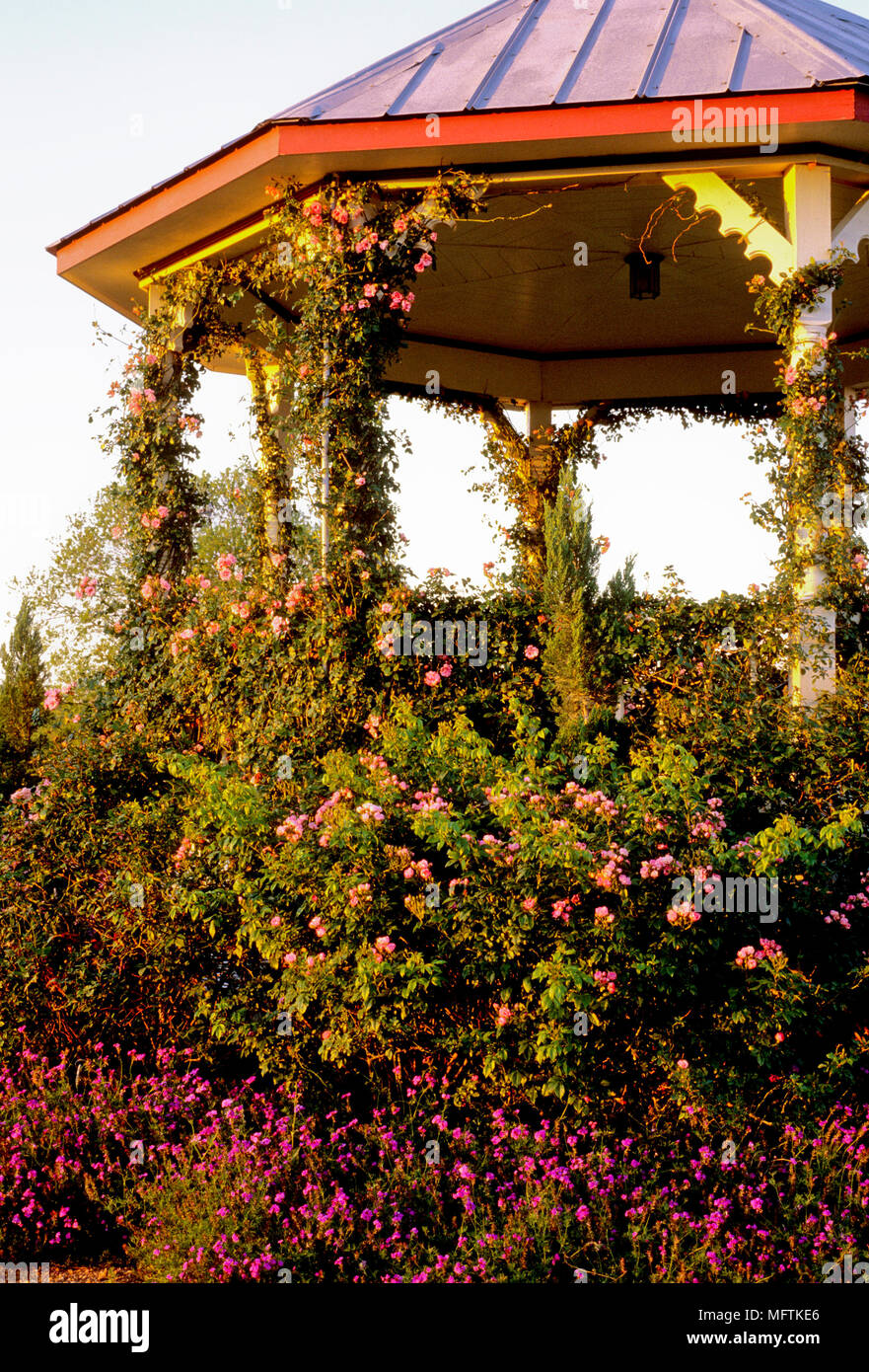 Gazebo al giorno di fine con impianti di Verbena "Fiesta", Rosa 'Arrampicata Pinkie' e Rosa "Excellenz Schubert" Foto Stock