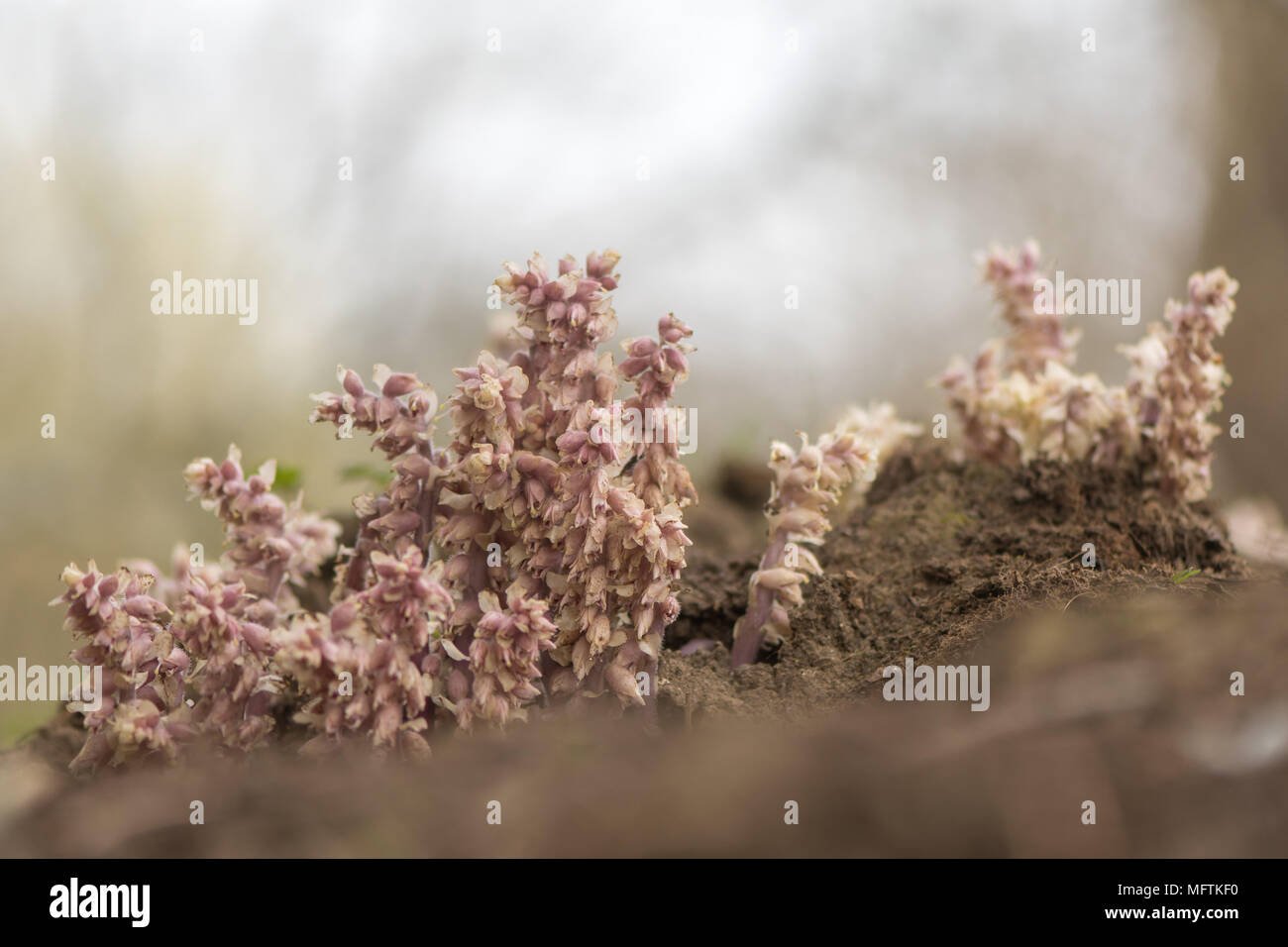 Toothwort (Lathraea squamaria) pianta parassita. La luce rosa fiori della pianta nella famiglia Orobanchaceae, infettando willow (Salix sp.) Foto Stock