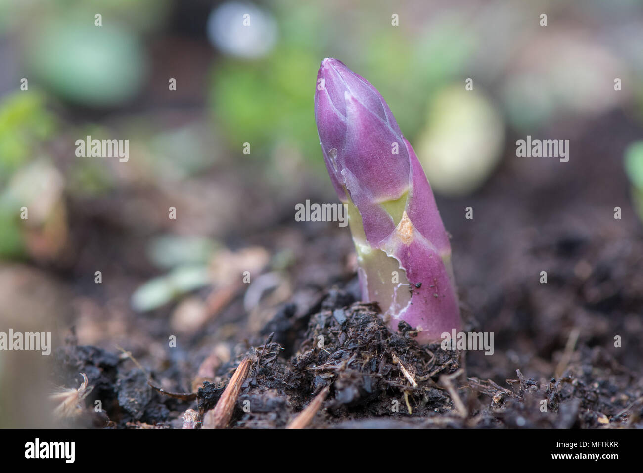 Asparago (Asparagus officinalis) shoot emergente dal terreno. Viola la nuova crescita di vegetali a molla, nella famiglia Asparagaceae, in un orto Foto Stock