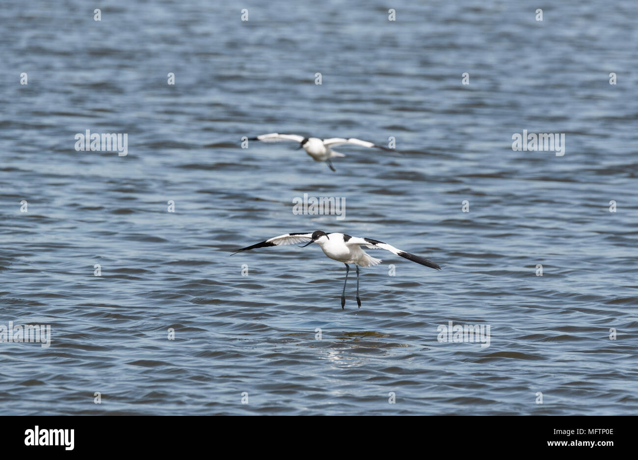 Pied avocette (Recurvirostra avosetta) in atterraggio Foto Stock