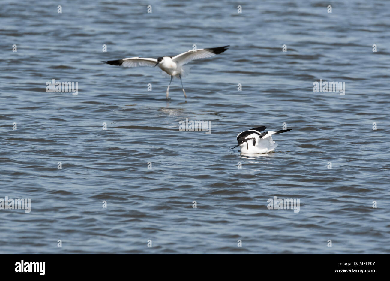 Pied Avocet (Recurvirostra avosetta) nuoto e uno sbarco Foto Stock