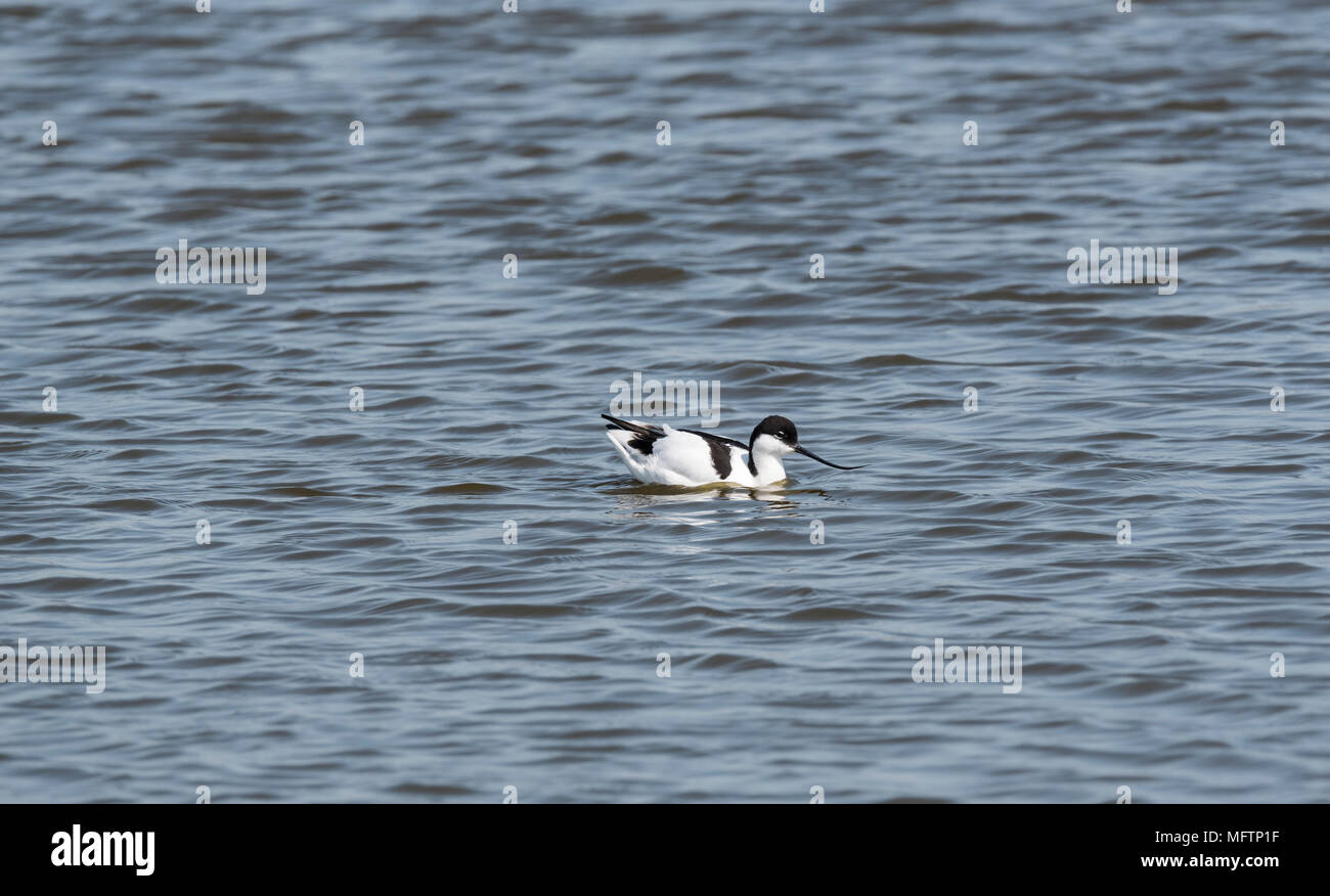 Pied Avocet (Recurvirostra avosetta) nuoto Foto Stock