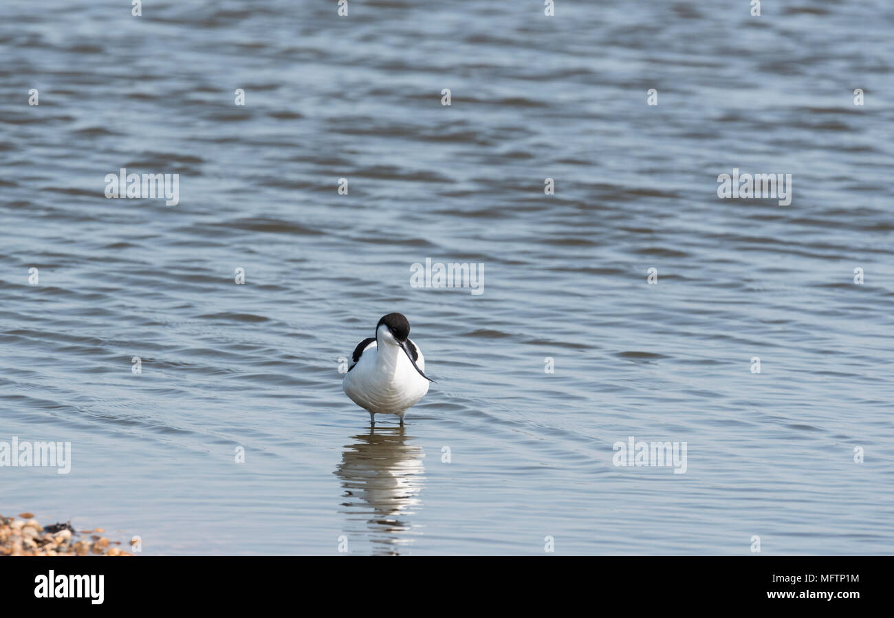 Pied Avocet (Recurvirostra avosetta) in piedi in acqua Foto Stock