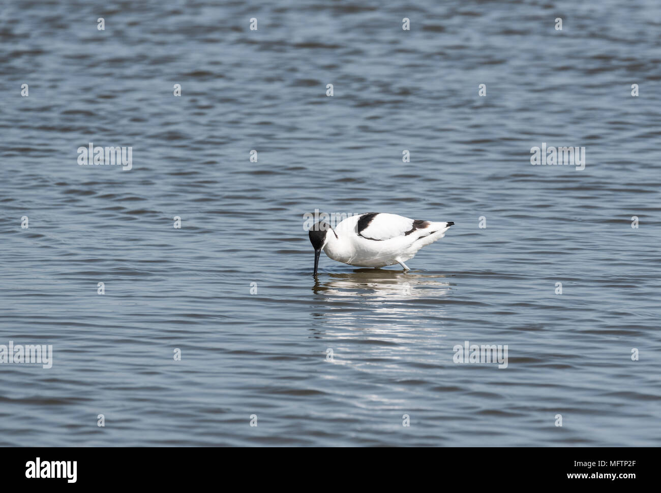 Rovistando Pied Avocet (Recurvirostra avosetta) Foto Stock