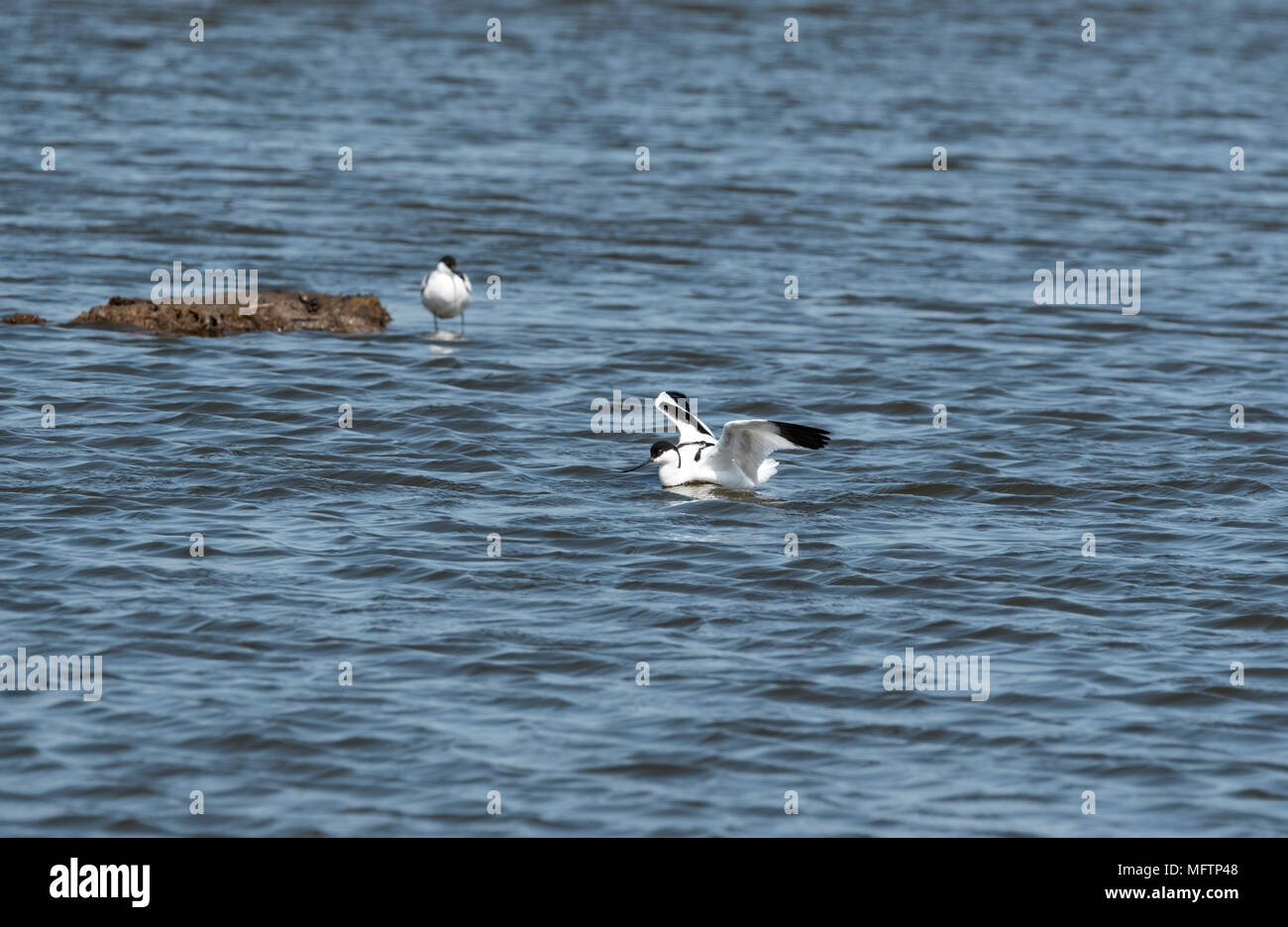 Pied avocette (Recurvirostra avosetta) vicino a un nido Foto Stock