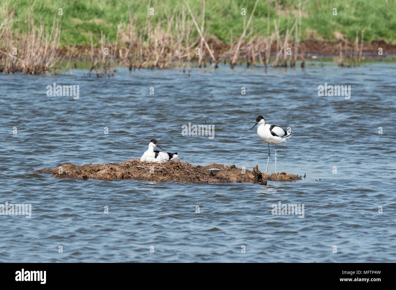 Pied avocette (Recurvirostra avosetta) nesting Foto Stock