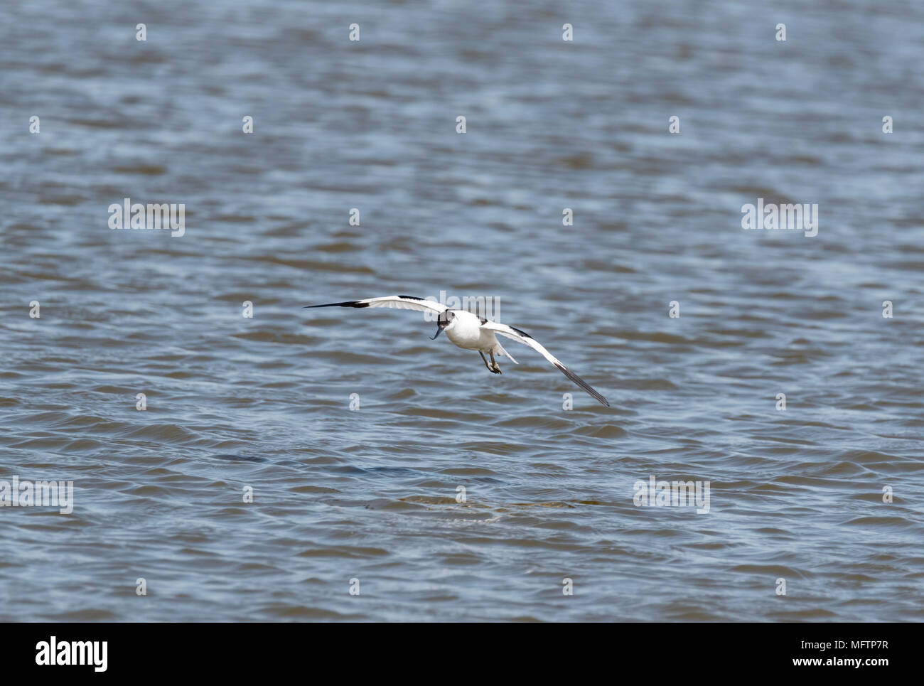 Pied Avocet (Recurvirostra avosetta) arrivando a terra Foto Stock