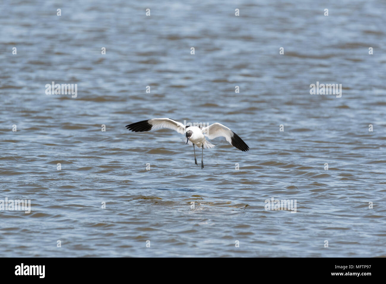 Pied Avocet (Recurvirostra avosetta) arrivando a terra Foto Stock