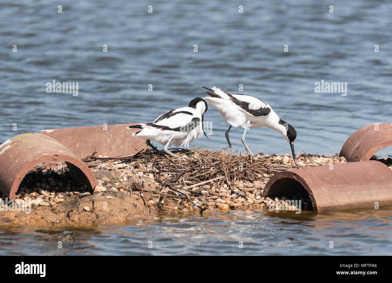 La nidificazione Pied avocette (Recurvirostra avosetta) Foto Stock