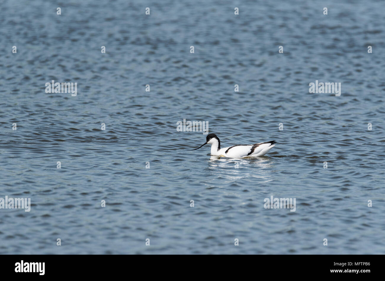 Pied Avocet (Recurvirostra avosetta) nuoto Foto Stock