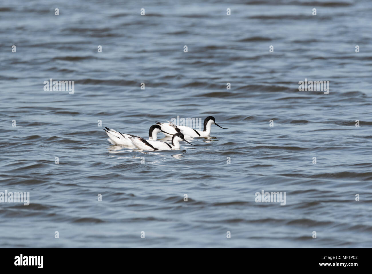 Pied avocette (Recurvirostra avosetta) nuoto Foto Stock