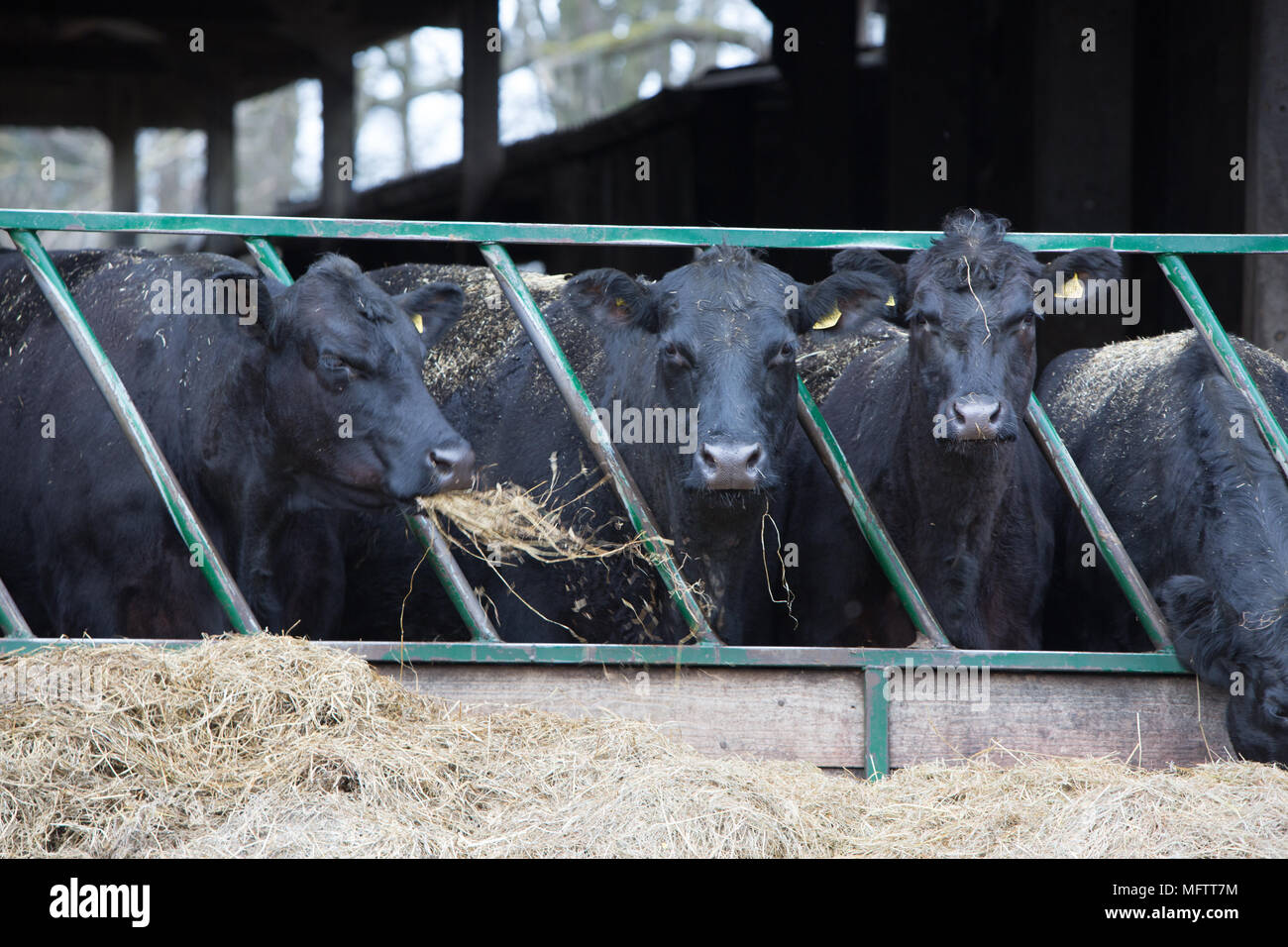 Aberdeen Angus il bestiame mangia fieno nel capannone Foto Stock