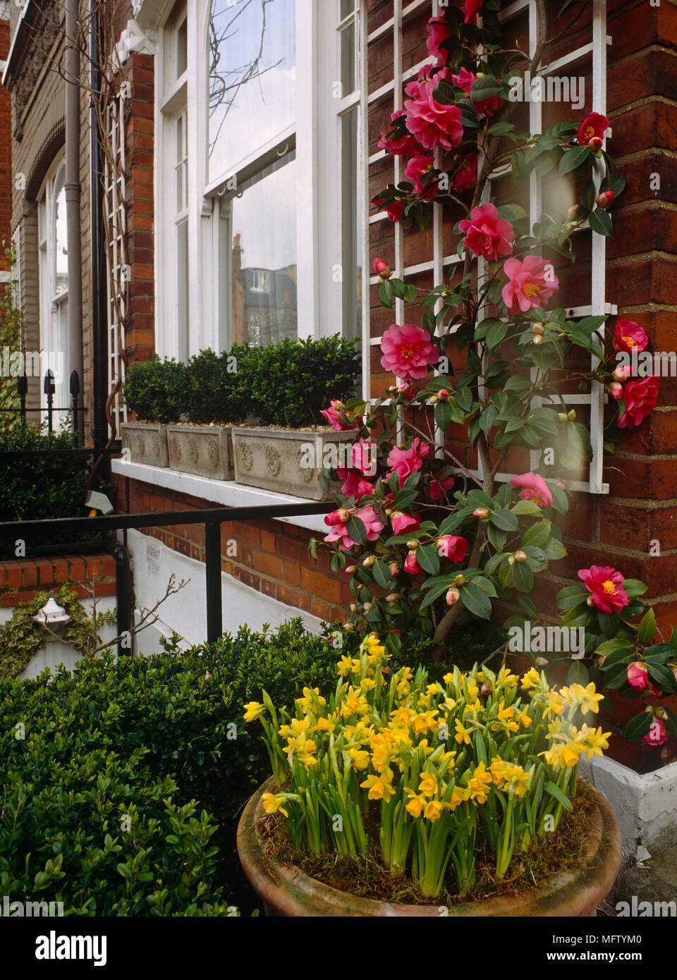 Rosa ad arbusto a fioritura scalata fino a graticcio sulla parete esterna della casa Foto Stock
