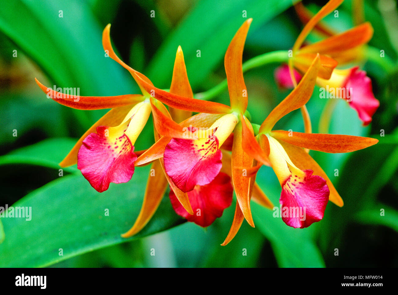 X Brassocattleya Vacanze Romane ÔRemarÕ Foto Stock
