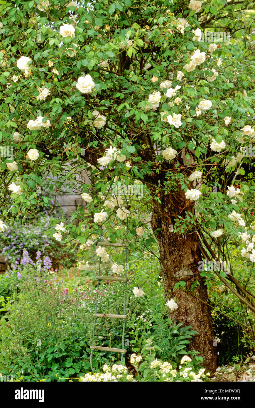 La scaletta Malus tree ricoperto di bianco rosa rampicante Foto Stock