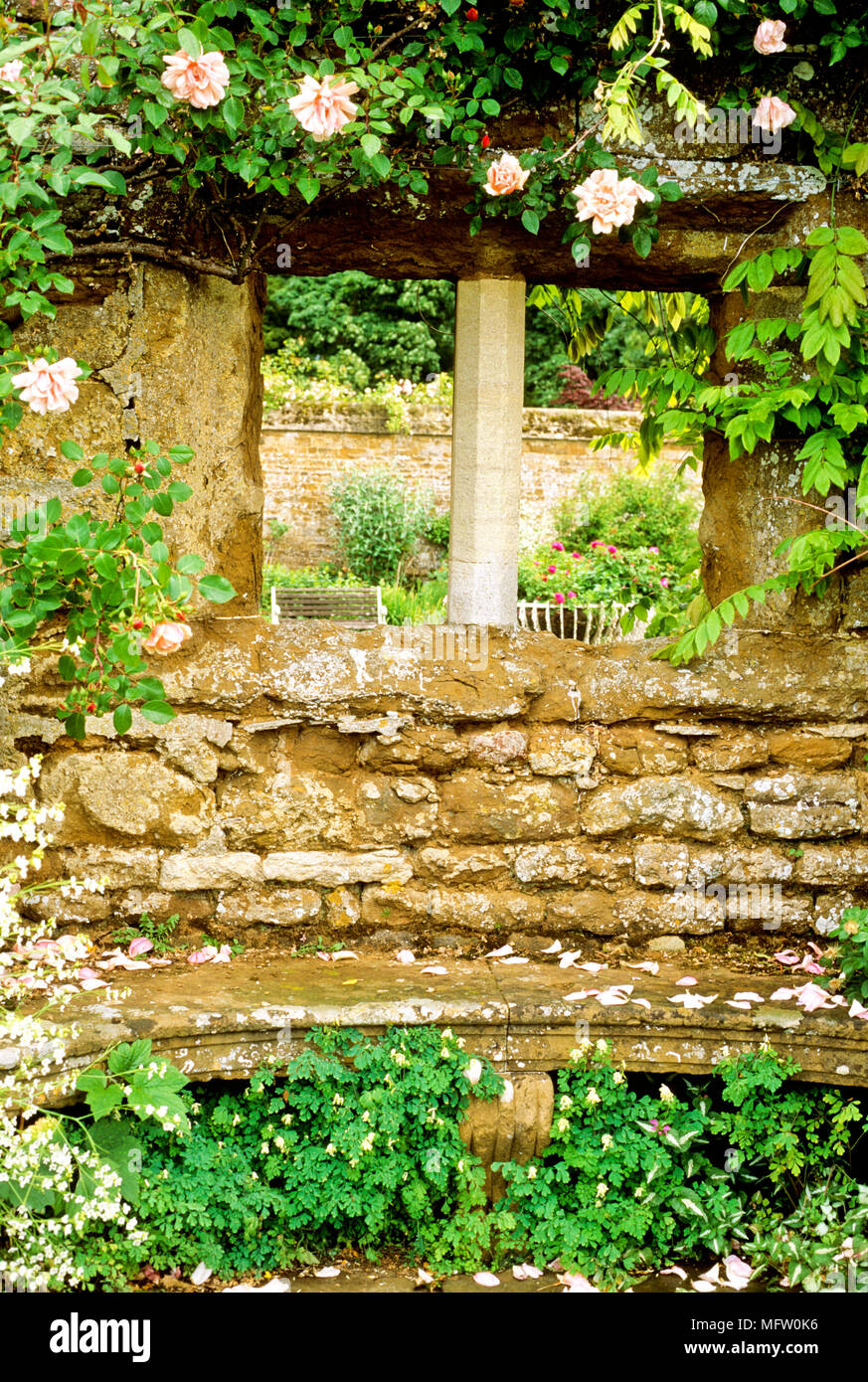 Rosa ÔAlbertineÕ, Corydalis salire oltre il muro di pietra con sedile curvato Foto Stock