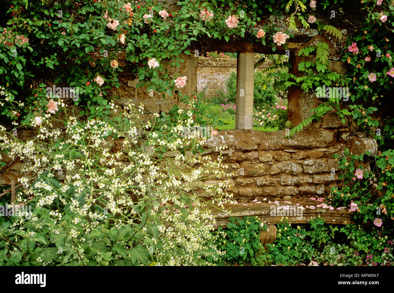 Rosa ÔAlbertineÕ, Corydalis e Crambe cordifolia salire oltre il muro di pietra con sedile curvato Foto Stock