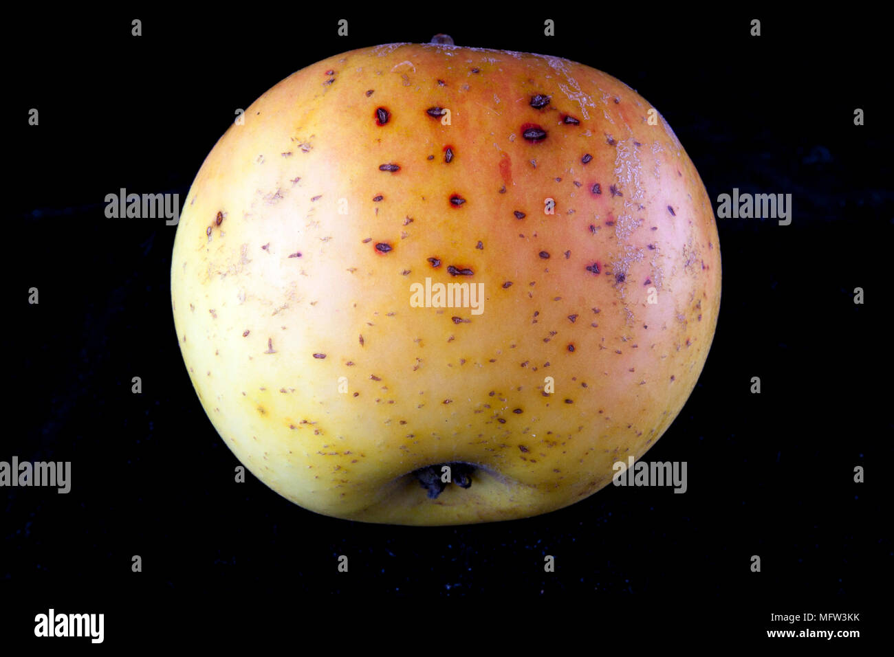 Antico tedesco Apple Cultivar 'Landsberger Renette' Foto Stock