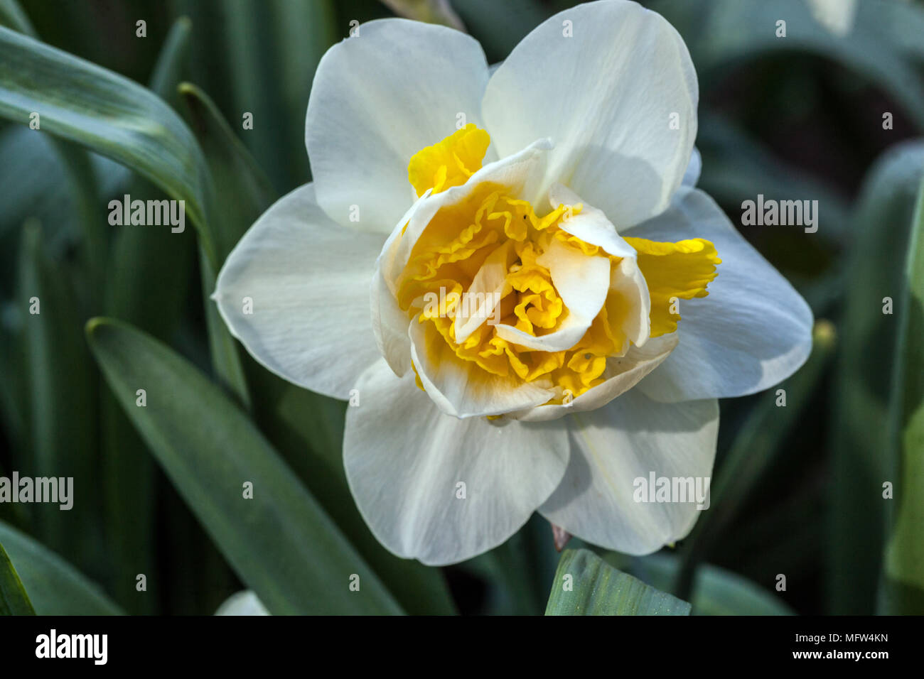 Narcissus unica, Daffodil fiore bianco Foto Stock