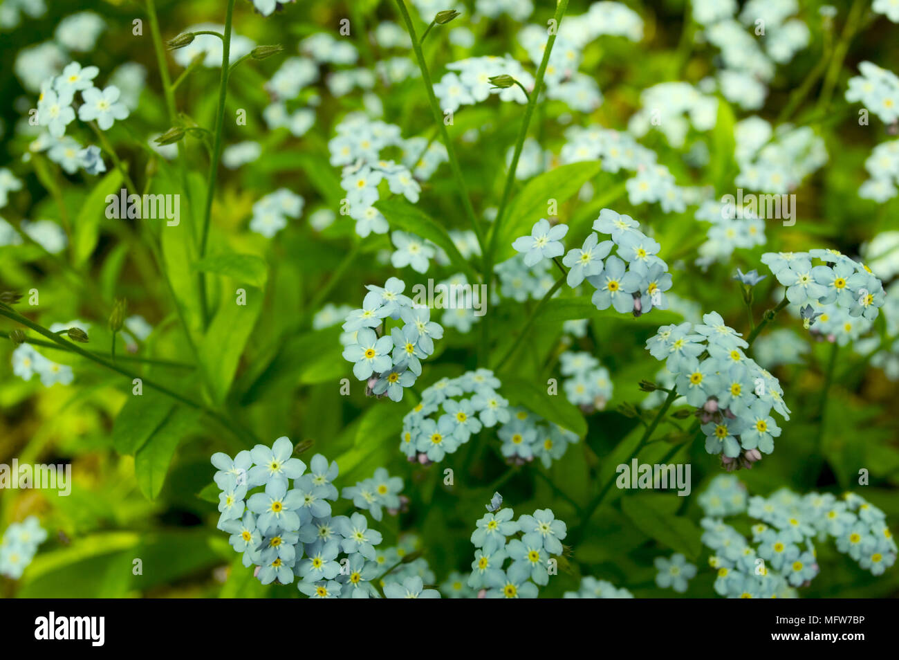 Fiori blu Foto Stock