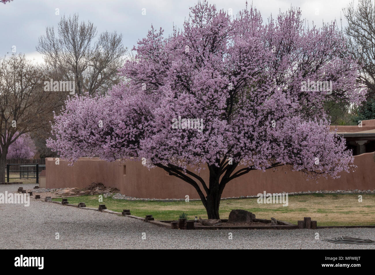 Nuovo Messico alberi in fiore Foto Stock