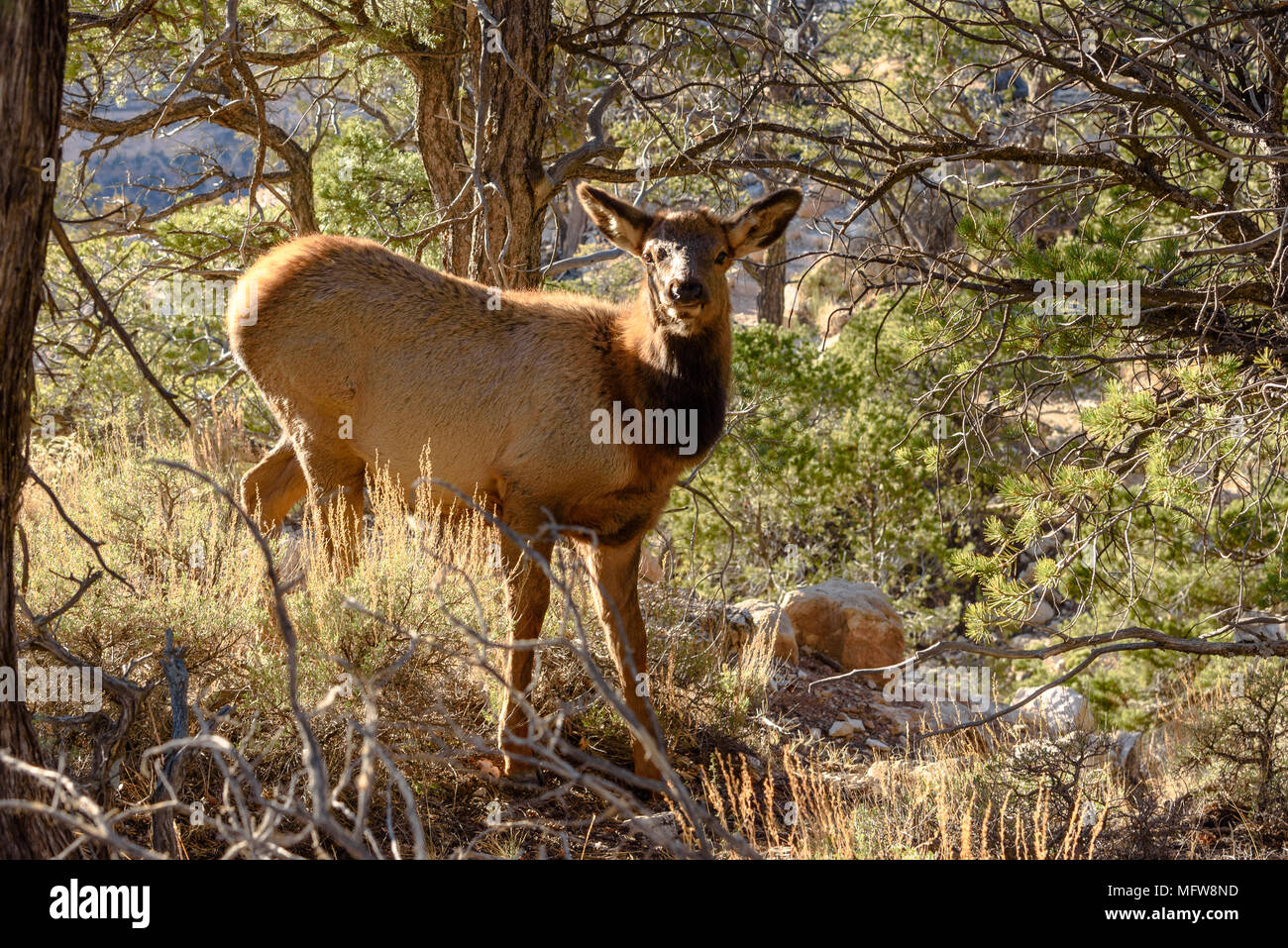 Un pascolo di cervi nel pomeriggio il sole sul bordo Sud del Grand Canyon Foto Stock
