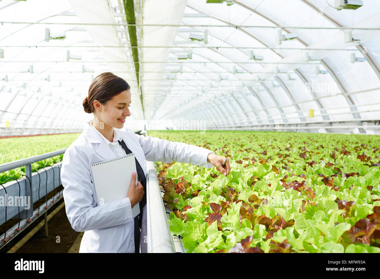 Giovani caucasici attraente donna in bianco il controllo globale crescente di lattuga in serra commerciale e sorridente con gioia Foto Stock