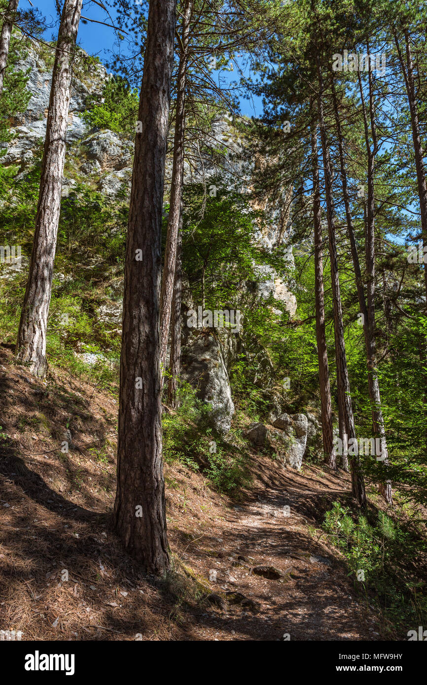 Percorso nella foresta di pini, Abruzzo Foto Stock