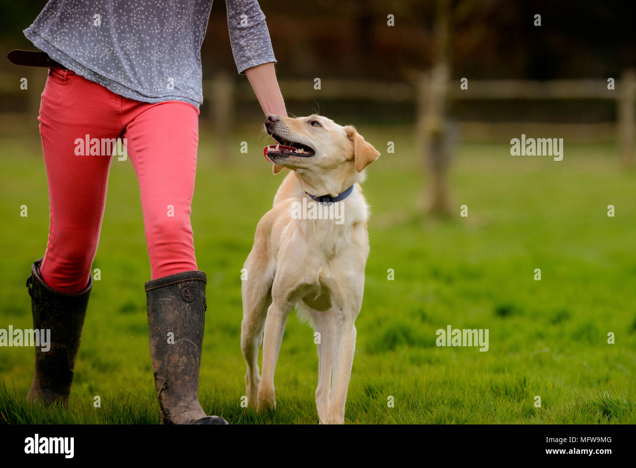 Una giovane donna in rosa pantaloni camminando il suo cane. Foto Stock