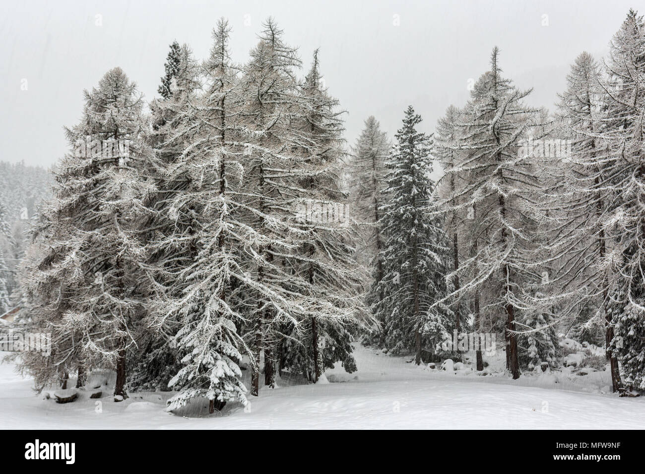 Nevicata sulla foresta di larici Foto Stock