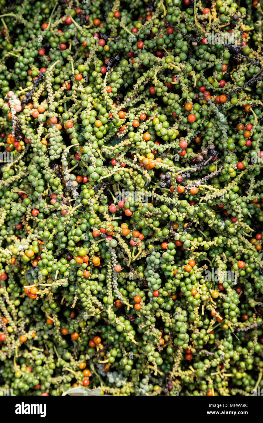 Frutti di pepe appena raccolti (cornetti di pepe) in una piantagione a Kampot, Cambogia Foto Stock