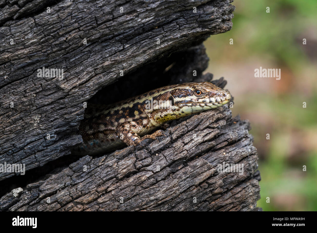 Comune di lucertola muraiola (Podarcis muralis / Lacerta muralis) emergenti da gap in scorched tronco di albero Foto Stock