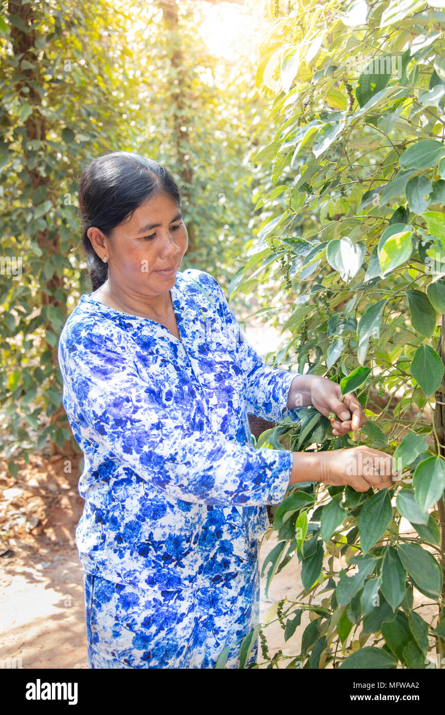 Una donna picking materie pepe verde frutti (pepe calli) in una piantagione di pepe in Kampot, Cambogia Foto Stock