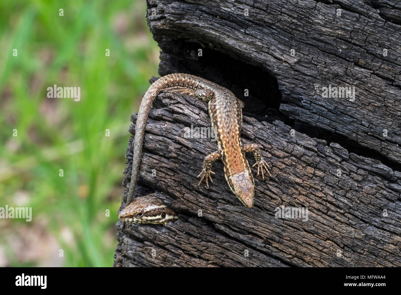 Due comuni lucertole della parete (Podarcis muralis / Lacerta muralis) emergenti da lacune in scorched tronco di albero Foto Stock